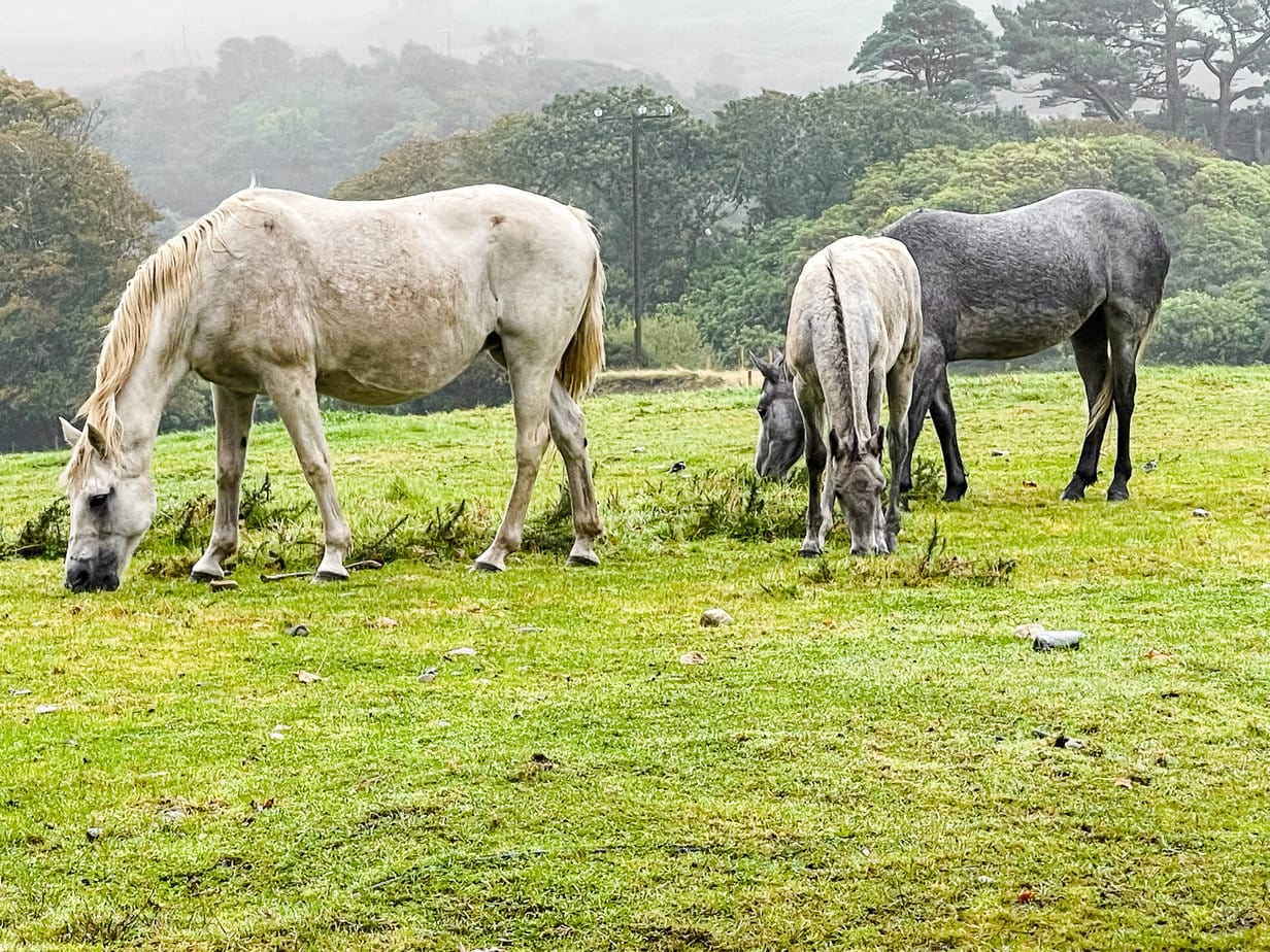 Visit Kylemore Abbey And Estate In Connemara Ireland Traveling With