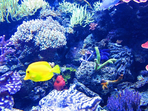 Tips for Visiting the Seattle Aquarium - Discovering Washington State
